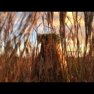 Meet your Posher, Ella